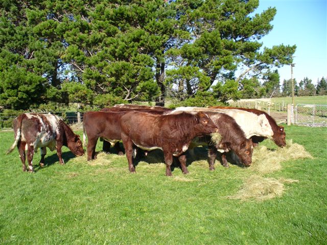 2006 bulls