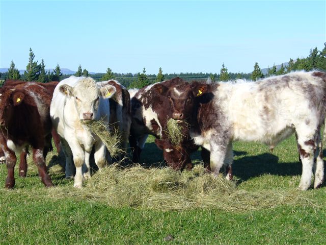bull-calvespic102.JPG