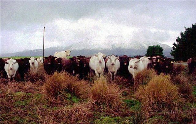 Winter Cows